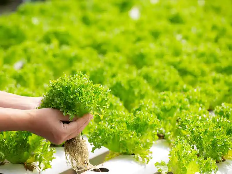 Cultivating Tomorrow: The Thriving World of Organic Farming