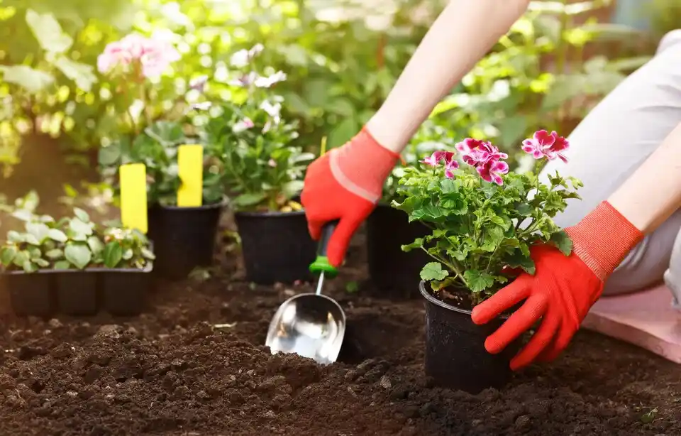 A Beginner’s Guide to Easy-to-Grow Crops for Home Gardening