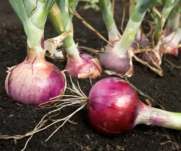 How Does Nutri Diamond Stimulate Overall Growth in Onion and Garlic Crops ?