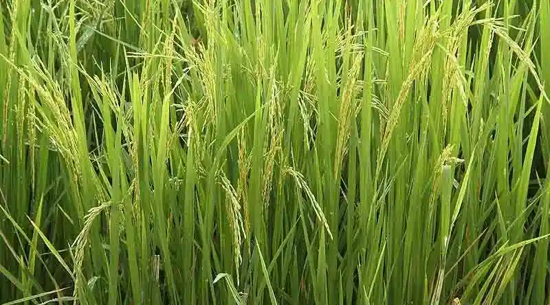 Nutri Rice Growth Stimulation