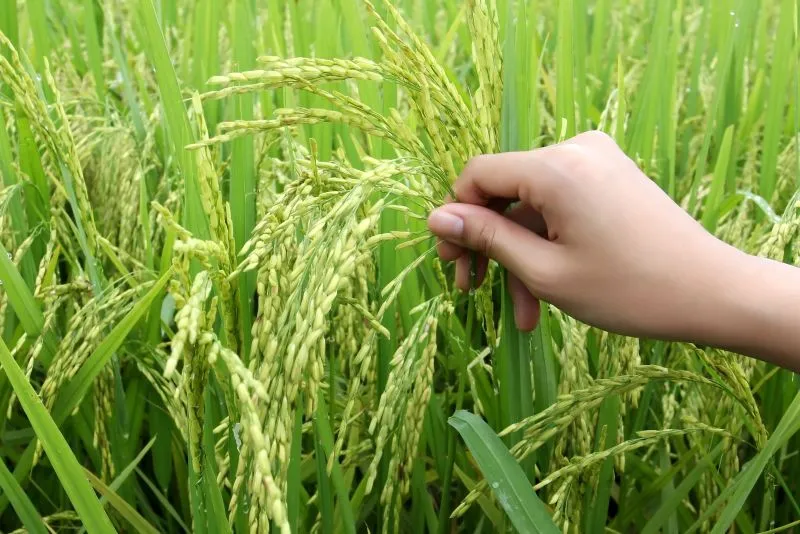 Nutri Rice Growth Crops