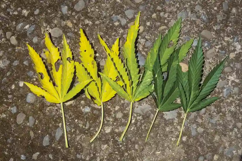 Uphar Leaf Development Crops 