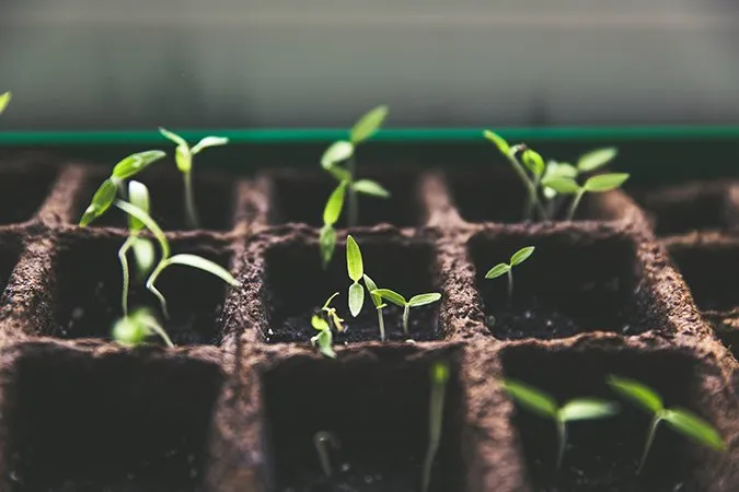 Eco Granules Plant Growth