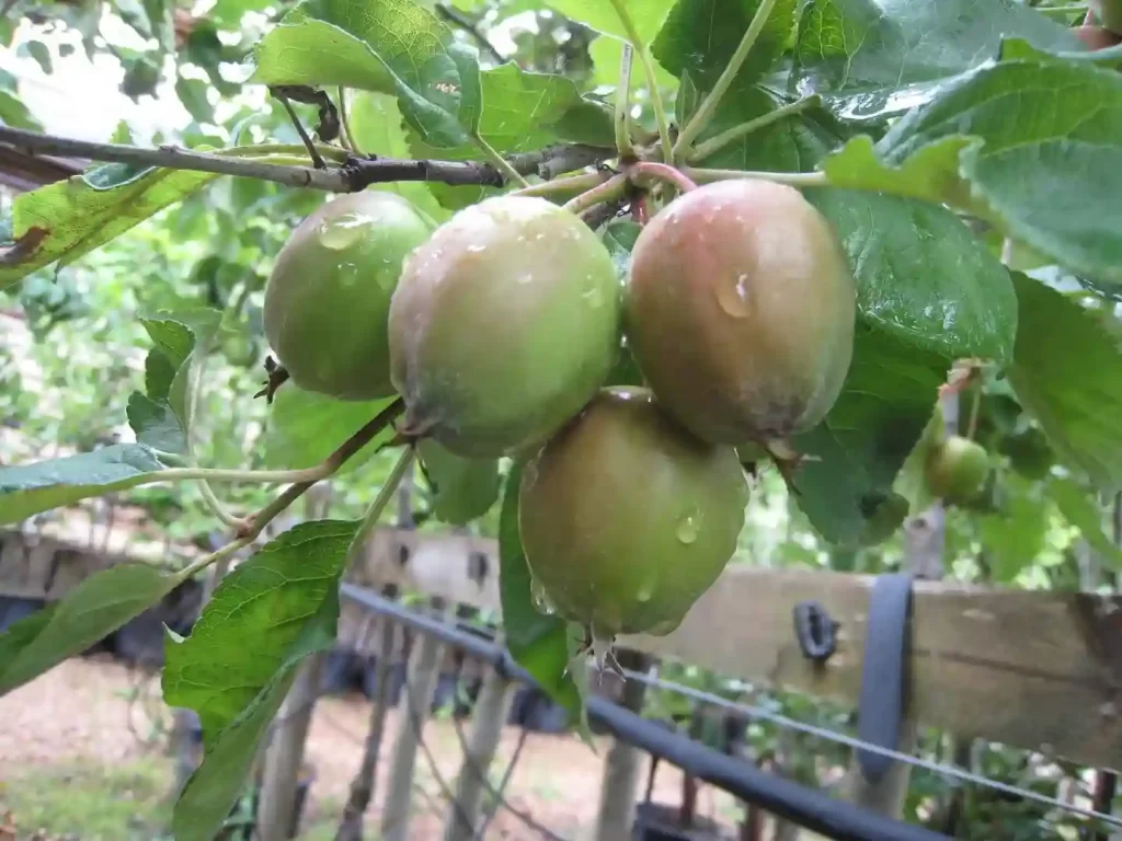 Uphar Fruit Size Weight