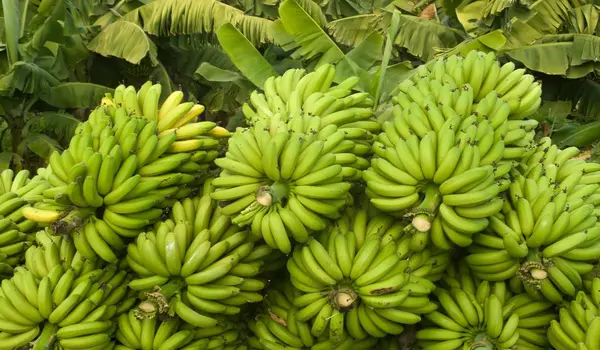 Banana help farmers